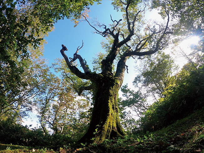 ブナ林ガイドツアー(4~10月)