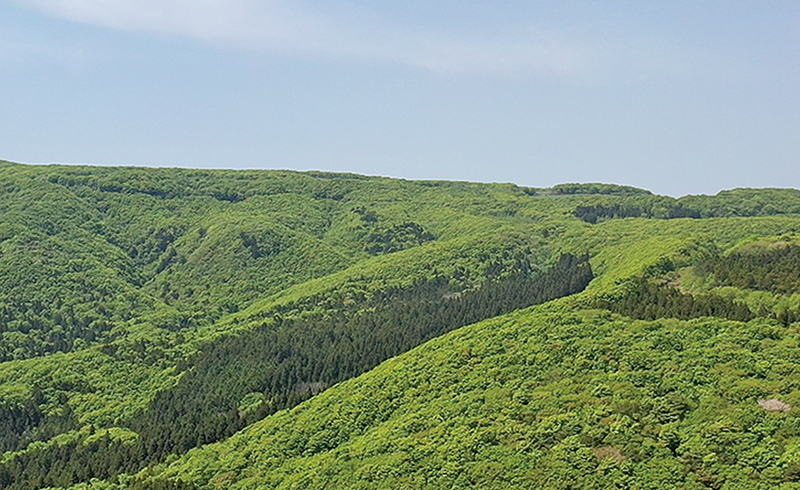 ブナの森と群青の島ガイド